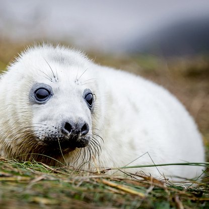 places to visit lincolnshire seal sanctuary