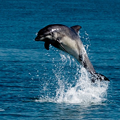 region south wales places to visit dolphin watching