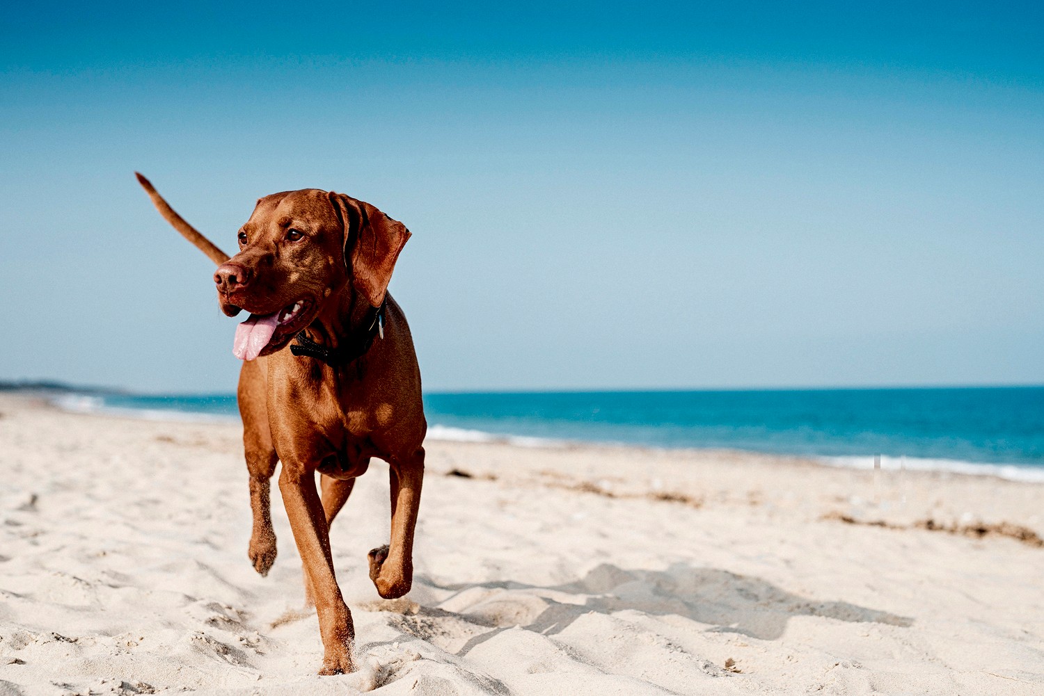 Dog Friendly Beaches In UK Haven