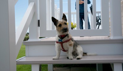 Dog friendly accommodation at Haven