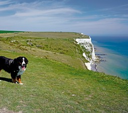 Dog-friendly beach, Kent